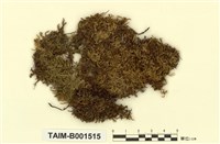 藏品(彎葉灰苔)的圖片